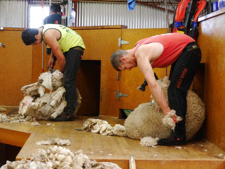 Schafschur - New Zealand